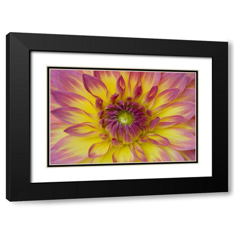 Purple and Yellow Dahlia Black Modern Wood Framed Art Print with Double Matting by Johnson, George