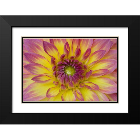 Purple and Yellow Dahlia Black Modern Wood Framed Art Print with Double Matting by Johnson, George