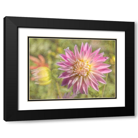 Garden Dahlias Black Modern Wood Framed Art Print with Double Matting by Johnson, George