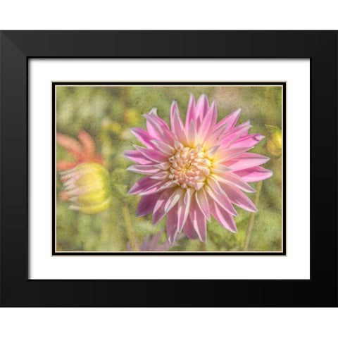 Garden Dahlias Black Modern Wood Framed Art Print with Double Matting by Johnson, George