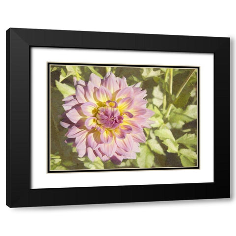 Garden Dahlias II Black Modern Wood Framed Art Print with Double Matting by Johnson, George