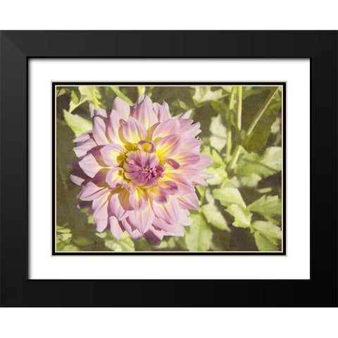 Garden Dahlias II Black Modern Wood Framed Art Print with Double Matting by Johnson, George