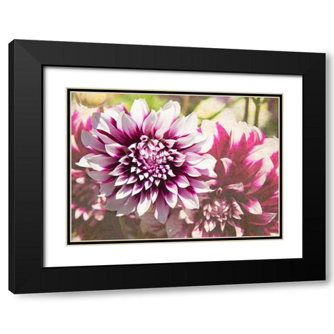 Garden Dahlias III Black Modern Wood Framed Art Print with Double Matting by Johnson, George