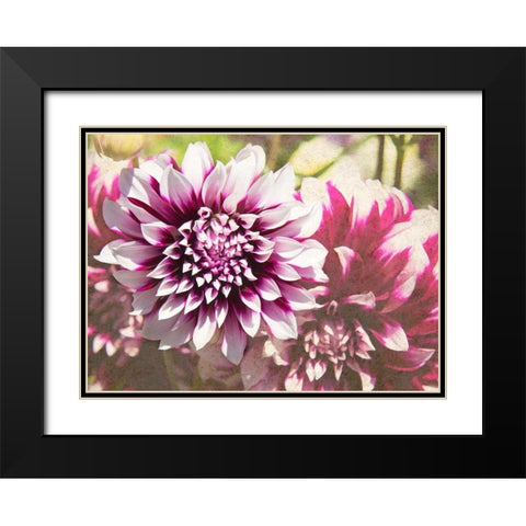 Garden Dahlias III Black Modern Wood Framed Art Print with Double Matting by Johnson, George