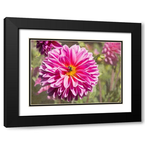 Garden Dahlias IV Black Modern Wood Framed Art Print with Double Matting by Johnson, George