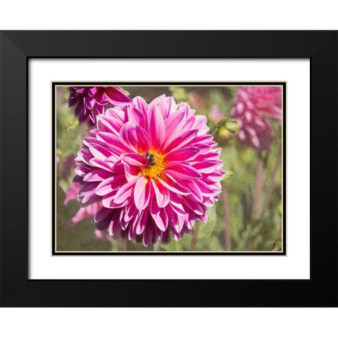 Garden Dahlias IV Black Modern Wood Framed Art Print with Double Matting by Johnson, George