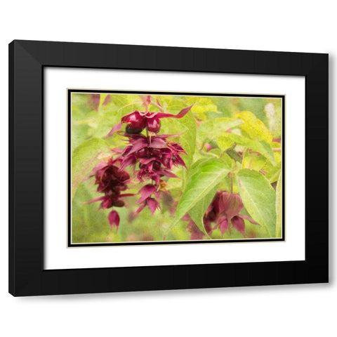 Red Berries and Green Leaves Black Modern Wood Framed Art Print with Double Matting by Johnson, George