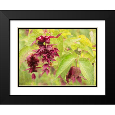 Red Berries and Green Leaves Black Modern Wood Framed Art Print with Double Matting by Johnson, George