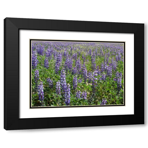 Field of Lupens Black Modern Wood Framed Art Print with Double Matting by Johnson, George