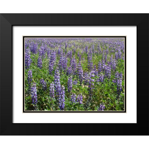 Field of Lupens Black Modern Wood Framed Art Print with Double Matting by Johnson, George