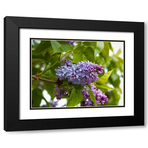 Karens Lilac Black Modern Wood Framed Art Print with Double Matting by Johnson, George