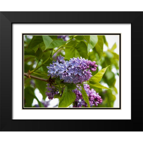 Karens Lilac Black Modern Wood Framed Art Print with Double Matting by Johnson, George