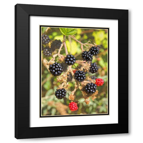 Geroges Wild Berries Black Modern Wood Framed Art Print with Double Matting by Johnson, George