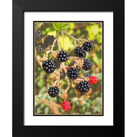 Geroges Wild Berries Black Modern Wood Framed Art Print with Double Matting by Johnson, George