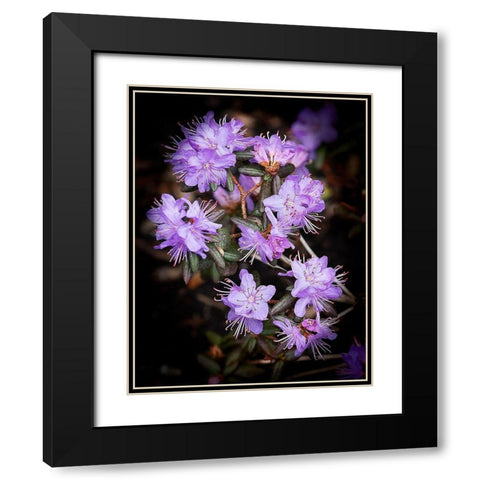 Small Purple Rhododendron Black Modern Wood Framed Art Print with Double Matting by Johnson, George