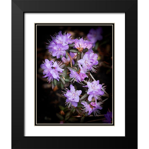 Small Purple Rhododendron Black Modern Wood Framed Art Print with Double Matting by Johnson, George