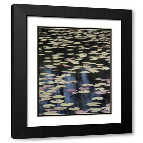 Lily Pond I Black Modern Wood Framed Art Print with Double Matting by Larson, Scott