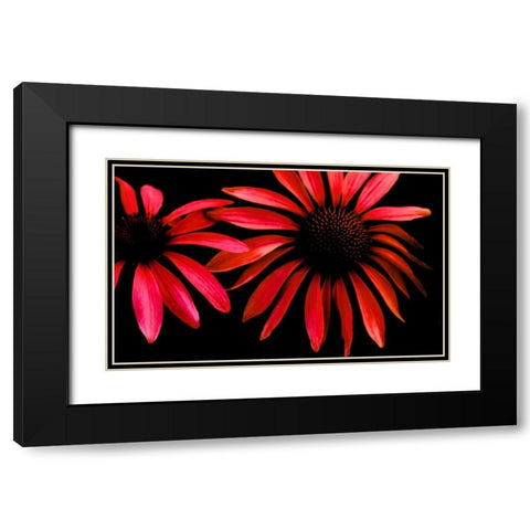 Red Echinacea Black Modern Wood Framed Art Print with Double Matting by Leahy, Ike
