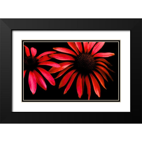 Red Echinacea Black Modern Wood Framed Art Print with Double Matting by Leahy, Ike