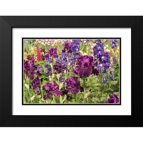 Purple Garden II Black Modern Wood Framed Art Print with Double Matting by Love, Maureen
