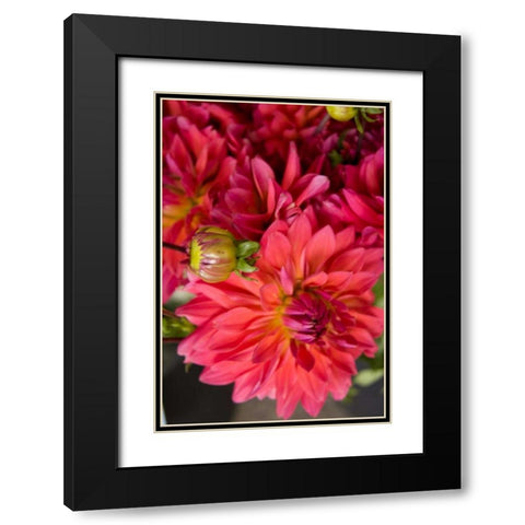 Fuschia Dalhia II Black Modern Wood Framed Art Print with Double Matting by Love, Maureen