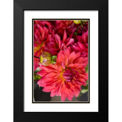 Fuschia Dalhia II Black Modern Wood Framed Art Print with Double Matting by Love, Maureen