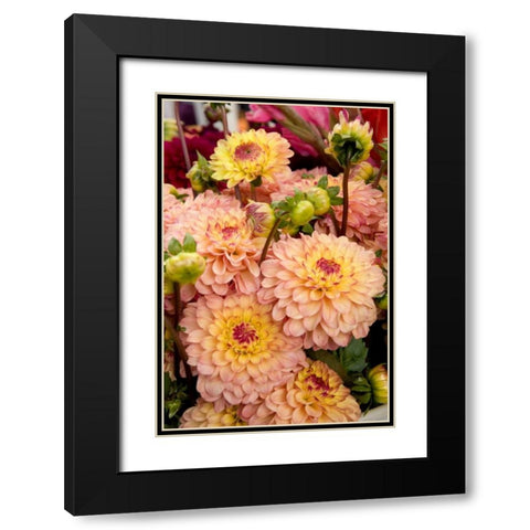 Mauve Dalhia I Black Modern Wood Framed Art Print with Double Matting by Love, Maureen