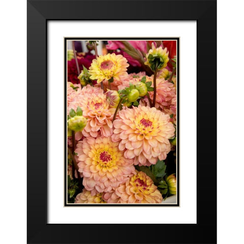 Mauve Dalhia I Black Modern Wood Framed Art Print with Double Matting by Love, Maureen