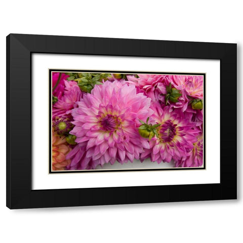 Purple Dalhia I Black Modern Wood Framed Art Print with Double Matting by Love, Maureen