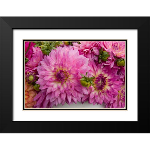 Purple Dalhia I Black Modern Wood Framed Art Print with Double Matting by Love, Maureen