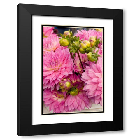 Pink Dalhia I Black Modern Wood Framed Art Print with Double Matting by Love, Maureen