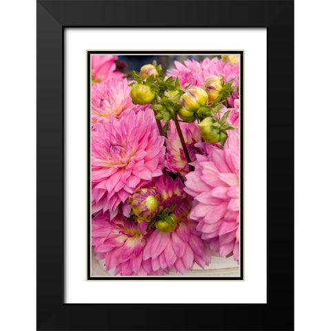 Pink Dalhia I Black Modern Wood Framed Art Print with Double Matting by Love, Maureen