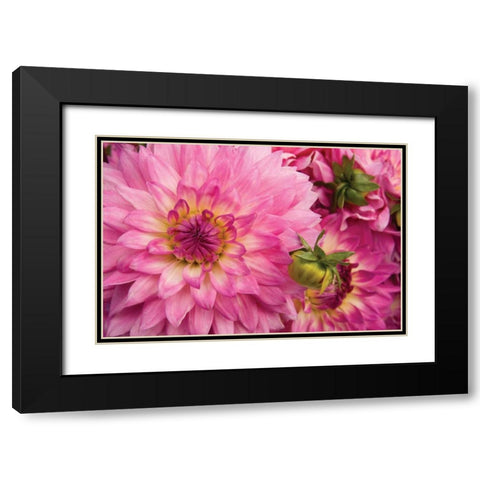 Pink Dalhia II Black Modern Wood Framed Art Print with Double Matting by Love, Maureen