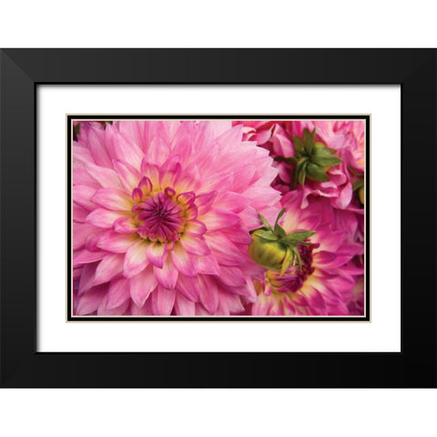 Pink Dalhia II Black Modern Wood Framed Art Print with Double Matting by Love, Maureen