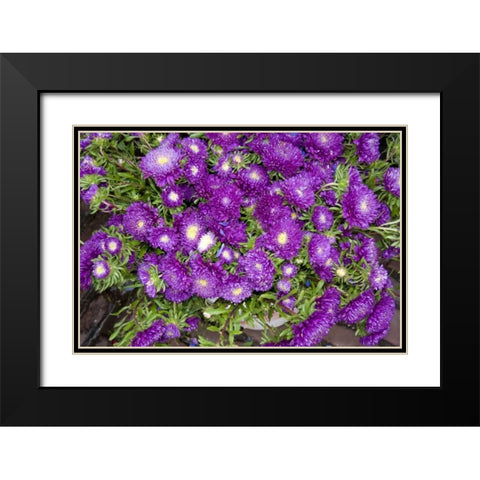 Purple Stars I Black Modern Wood Framed Art Print with Double Matting by Love, Maureen