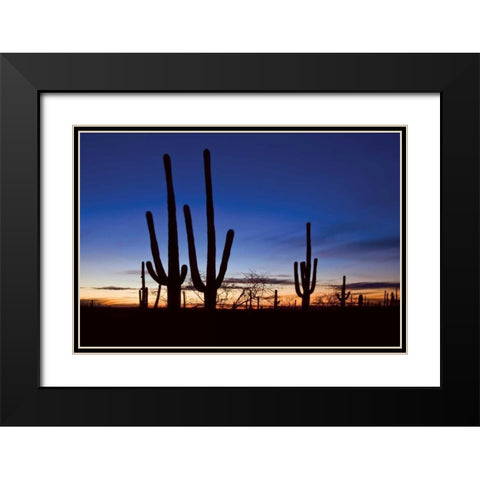 Classic Saguaro Sunset II Black Modern Wood Framed Art Print with Double Matting by Malvin, Larry