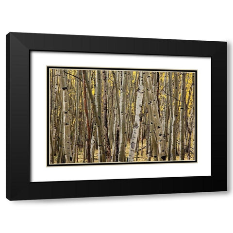 Aspen Grove I Black Modern Wood Framed Art Print with Double Matting by Malvin, Larry