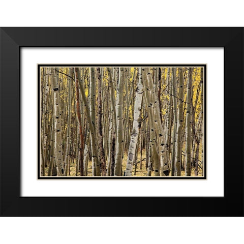 Aspen Grove I Black Modern Wood Framed Art Print with Double Matting by Malvin, Larry