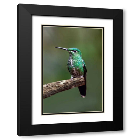 Hummingbird IV Black Modern Wood Framed Art Print with Double Matting by Malvin, Larry