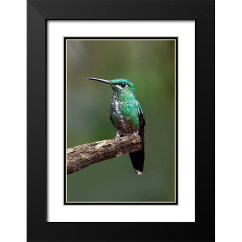Hummingbird IV Black Modern Wood Framed Art Print with Double Matting by Malvin, Larry