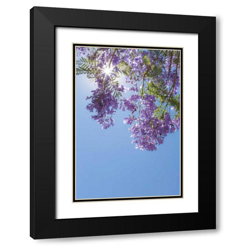 Jacaranda Tree I Black Modern Wood Framed Art Print with Double Matting by Mahan, Kathy