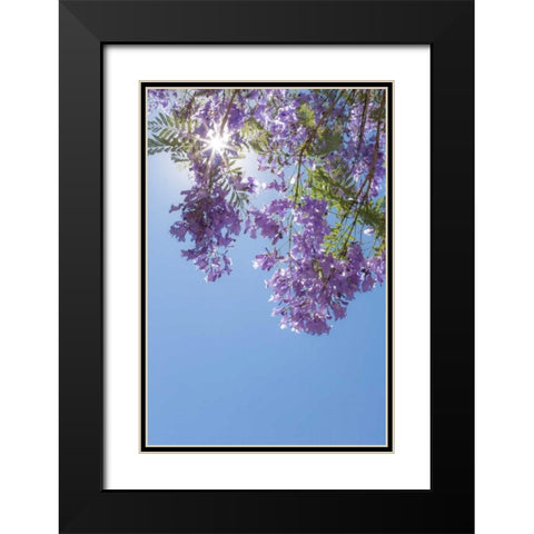 Jacaranda Tree I Black Modern Wood Framed Art Print with Double Matting by Mahan, Kathy
