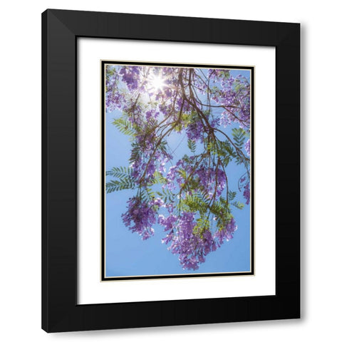 Jacaranda Tree II Black Modern Wood Framed Art Print with Double Matting by Mahan, Kathy