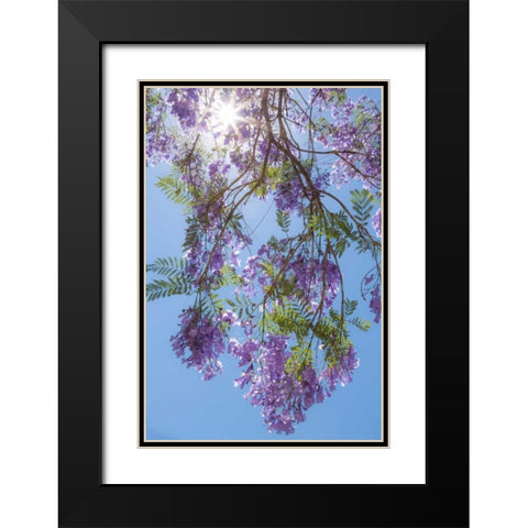 Jacaranda Tree II Black Modern Wood Framed Art Print with Double Matting by Mahan, Kathy