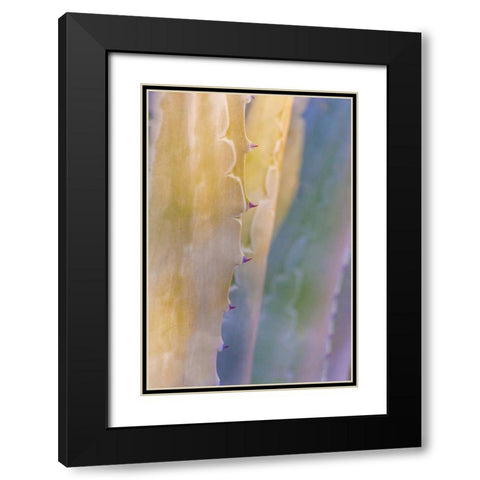 Agave II Black Modern Wood Framed Art Print with Double Matting by Mahan, Kathy