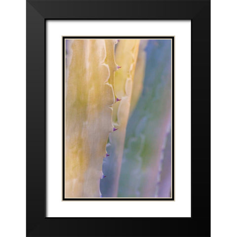 Agave II Black Modern Wood Framed Art Print with Double Matting by Mahan, Kathy