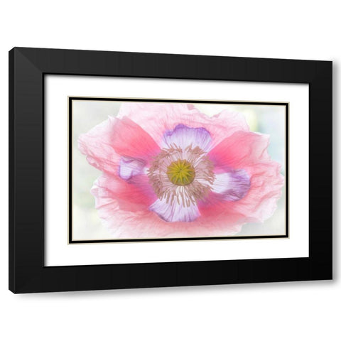 Poppy Hih Key II Black Modern Wood Framed Art Print with Double Matting by Mahan, Kathy