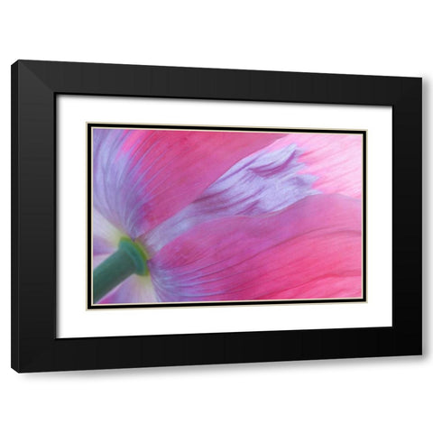 Pink Poppy I Black Modern Wood Framed Art Print with Double Matting by Mahan, Kathy
