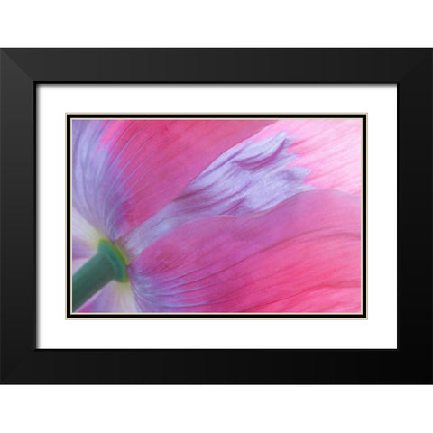 Pink Poppy I Black Modern Wood Framed Art Print with Double Matting by Mahan, Kathy