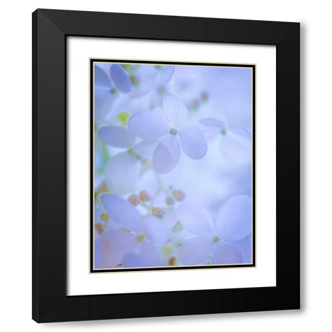 Hydrangea Paniculata II Black Modern Wood Framed Art Print with Double Matting by Mahan, Kathy